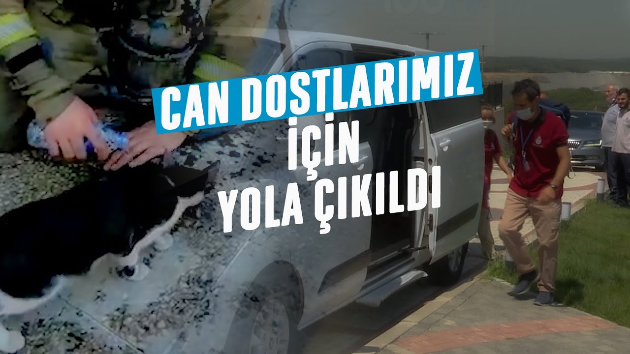 İBB'nin veteriner hekimleri Antalya ve Muğla’ya gidiyor