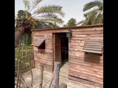 مزرعة السعد سلطنة عمان بركاء ا