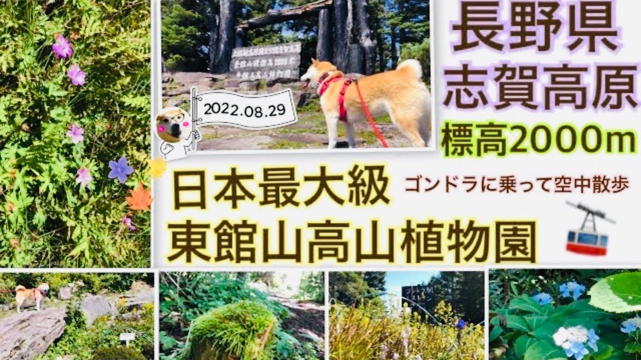 長野県 柴犬さくらとゴンドラに乗って空中散歩からの東館山高山植物園散策 22年8月下旬 Youtube