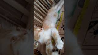 Ciri kucing berhasil kawin (sudah hamil)
