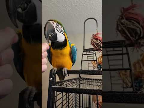 Macaw Talks For Treats