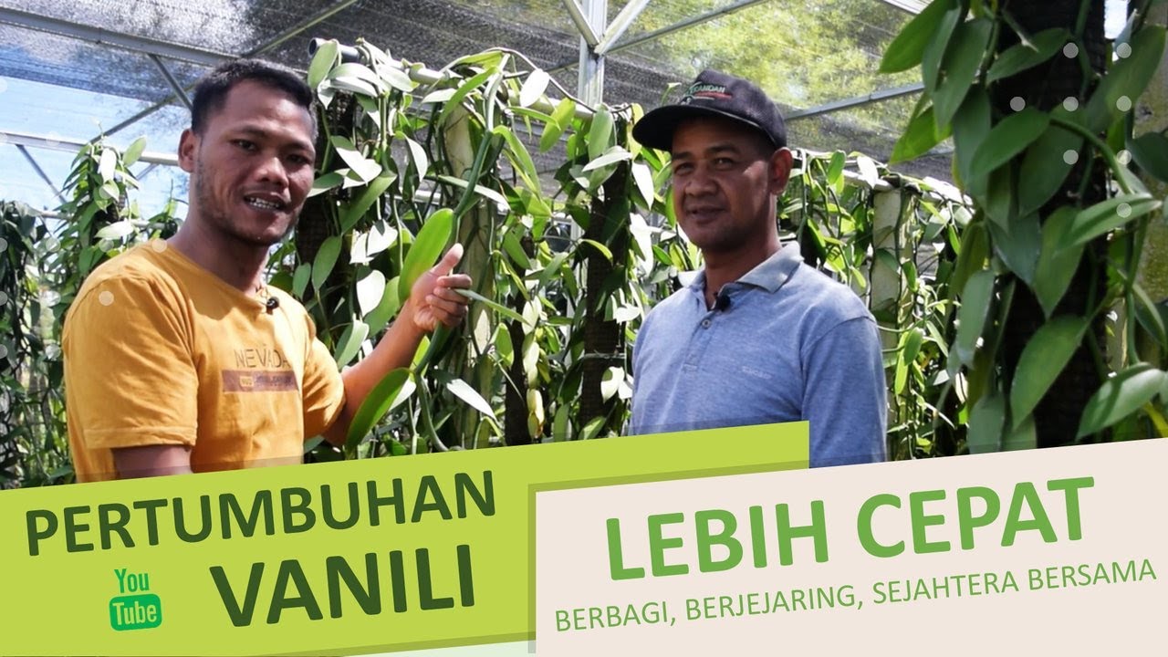 Cara Tanam Sulur Vanili yang Benar, Pasti Tumbuh Subur