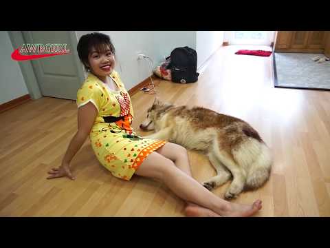 Lovely smart girl Playing Baby Cute Dogs On Rice Fields How to play with dog & Feed baby dogs P 16