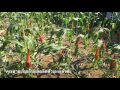 สวนผัก คุณตาคุณยาย ที่เมื่องอิบารากิเคน ญี่ปุ่น2016