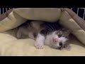 I bought a fluffy bed for my sheltered kitten.