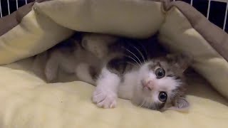I bought a fluffy bed for my sheltered kitten by ヤトと小太郎とトワ 60,322 views 2 years ago 2 minutes, 26 seconds