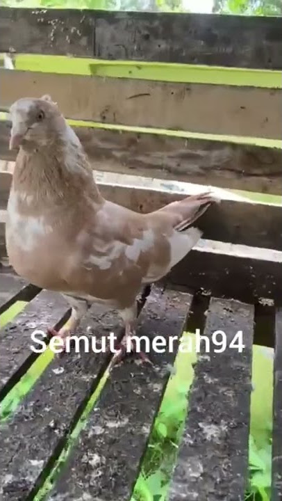 Burung merpati Tentara
