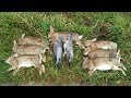 Chasse aux lapins furetage calibre 16 2018 2019