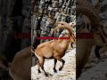 Untitled video