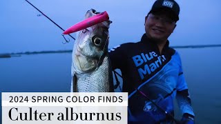 Moonlit Night Fishing: Catching Culter alburnus (Topmouth Culter) in Their Breeding Season!