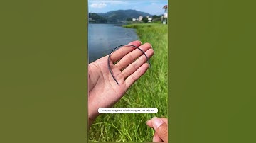 Thẻo săn hàng cao cấp không nút thắt #cauca #fishing #shorts