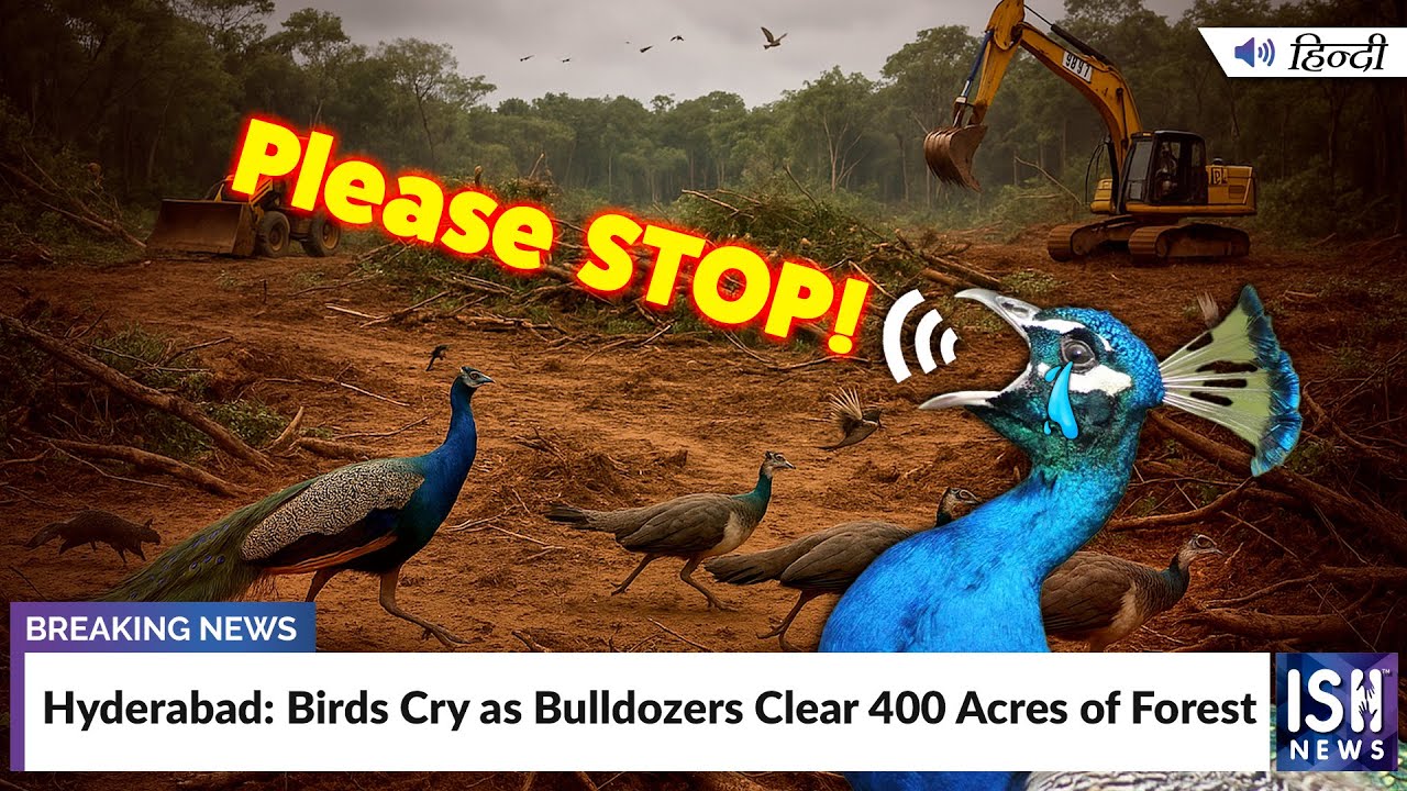 Hyderabad: Birds Cry as Bulldozers Clear 400 Acres of Forest | ISH News