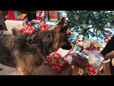 German Shepherd opens Presents🎁Christmas🎄Morning German Shepherd opens Presents🎁Christmas🎄Morning