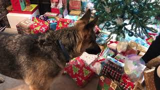 German Shepherd opens PresentsChristmasMorning