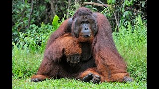 Orangutans - Basic Facts