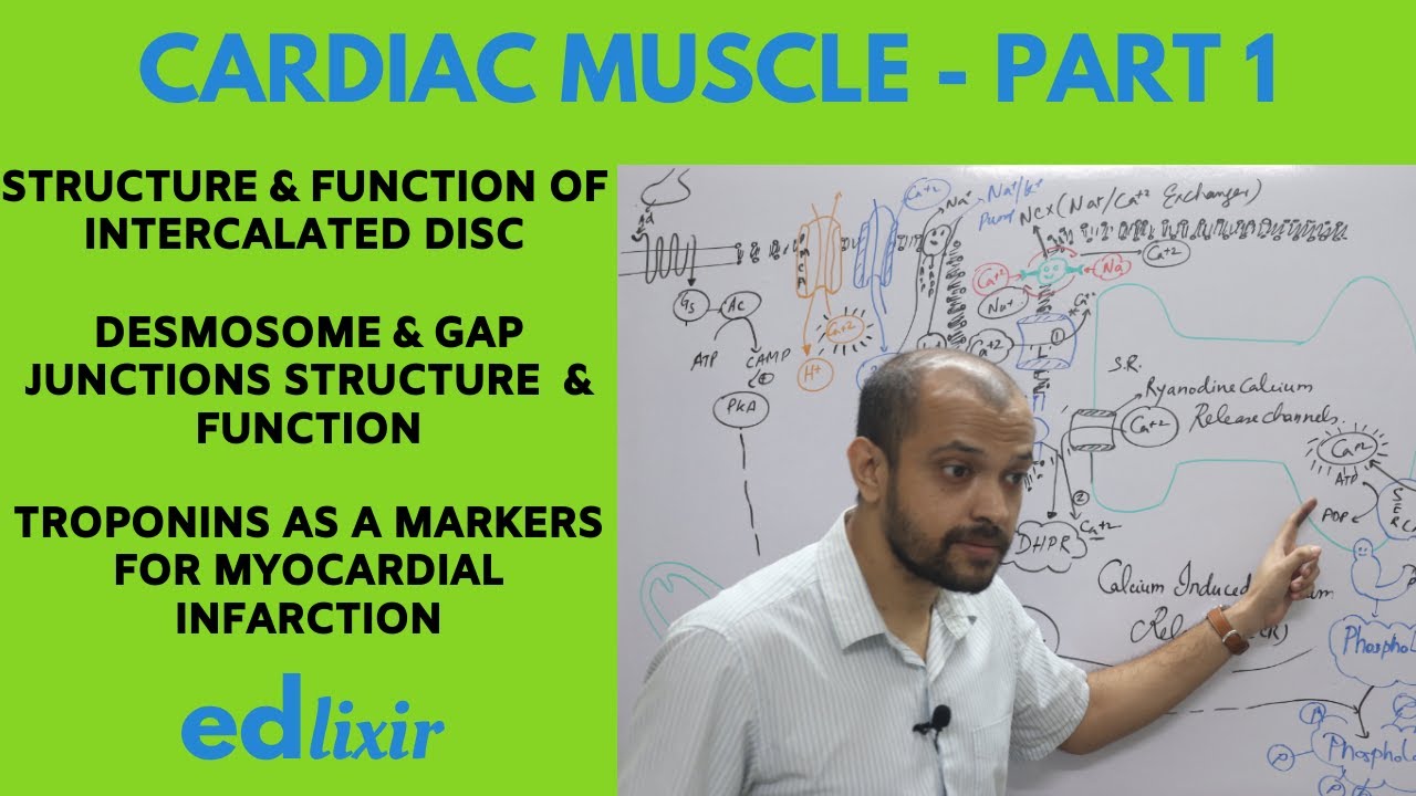 Cardiac Muscle - Part 1 - YouTube