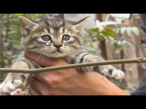 【本喵叫兔兔🐰】普大喜奔，孔老师重新变零