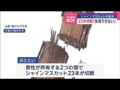 シャインマスカットの若木23本切断「生活できない」【スーパーJ