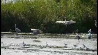 Mississippi River Fly Away Cam ~ Dancing Sandhill Cranes \& Juvenile Bald Eagle  9.24.18