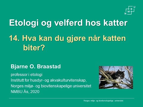 Video: Katten Spiser Ikke? Her Er Hvorfor Og Hva Du Kan Gjøre