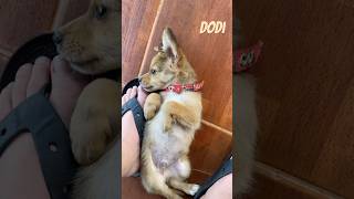 Dodi - Cute Little Babydog 2