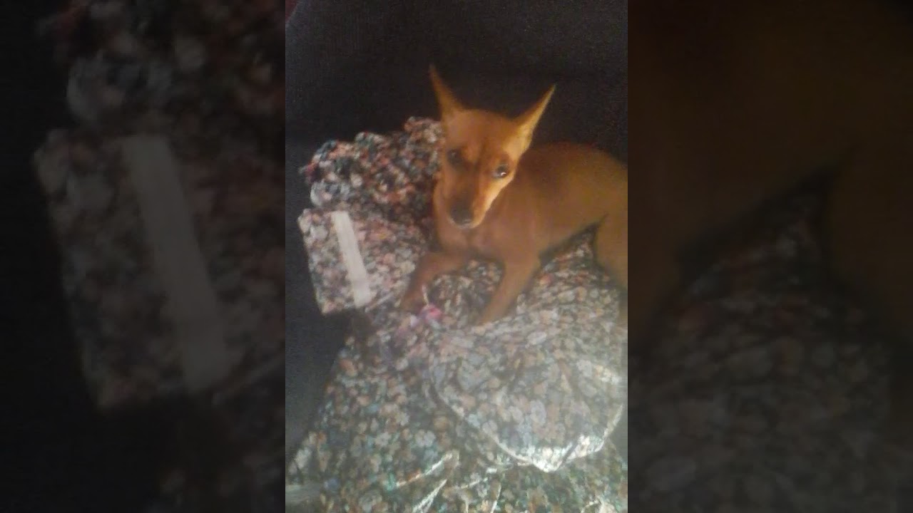 Minha cachorra - YouTube