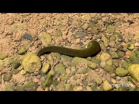 Video: A janë krimbat e gjakut shushunja?