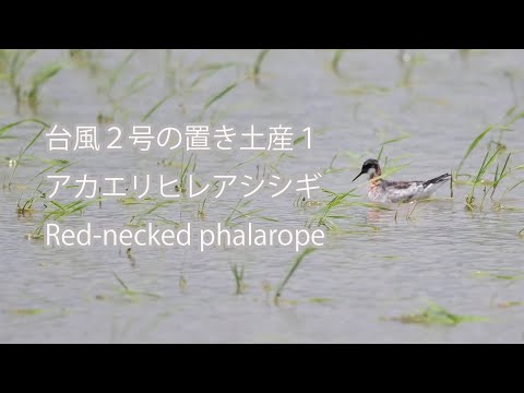 【台風２号の置き土産１】アカエリヒレアシシギ Red-necked phalarope