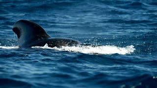 How the Humboldt Current Powers Life on South America's Pacific Coast
