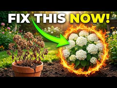 STOP Wasting Money! 16 "Indestructible" Hydrangeas That Bloom Every Year