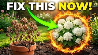 STOP Wasting Money! 16 "Indestructible" Hydrangeas That Bloom Every Year 5 Hydrangeas That Bloom Non Stop Even Beginners Can T Ruin Them