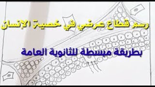 رسم قطاع عرضي في خصية الإنسان بطريقة مبسطة/ أحياء ثانوية عامة