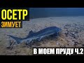 КОРМЛЕНИЕ ОСЕТРА в своем пруду. Часть 2