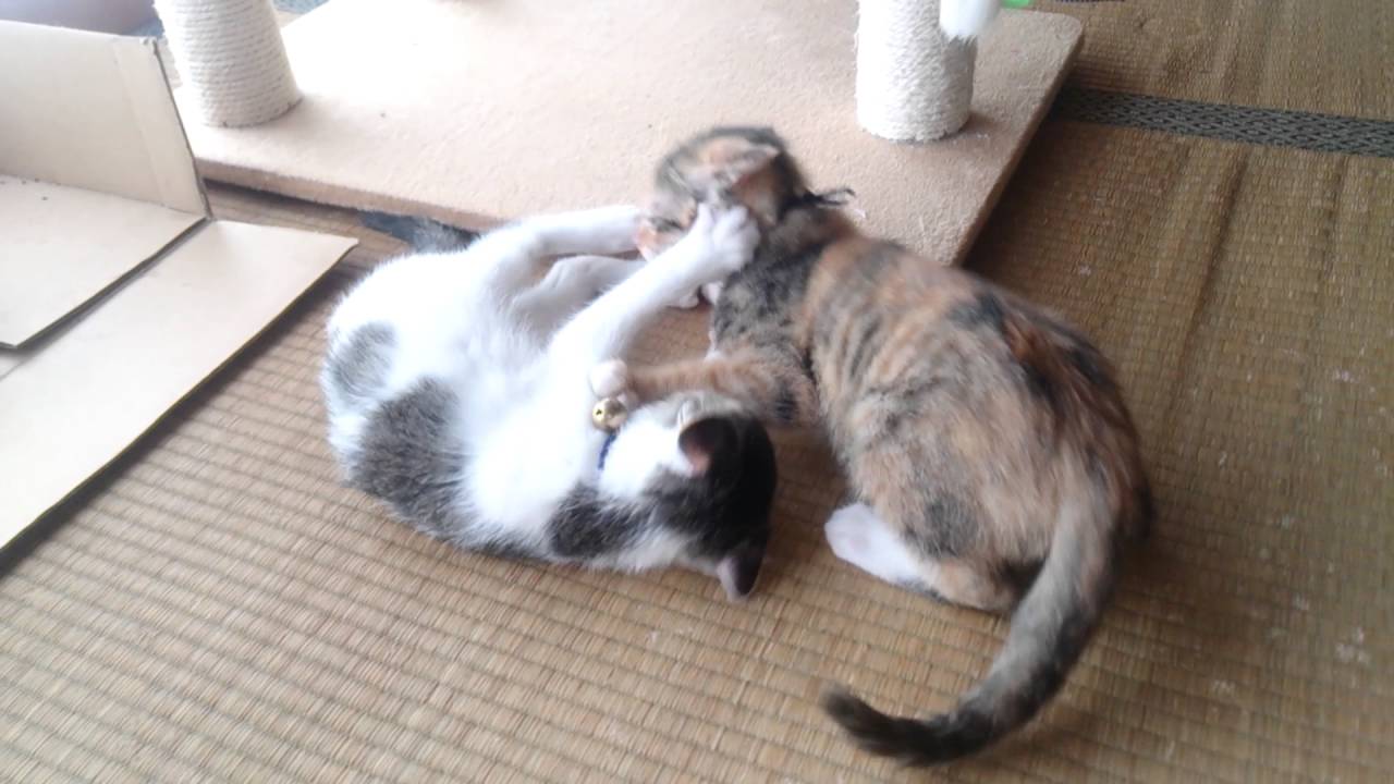 猫のじゃれあい Youtube