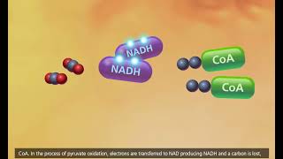 Cellular Respiration  Glycolysis, Krebs cycle, Electron Transport 3D Animation  AP ACT EST Biology