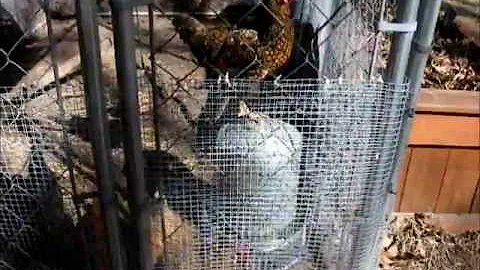 Free-Range Chickens :)