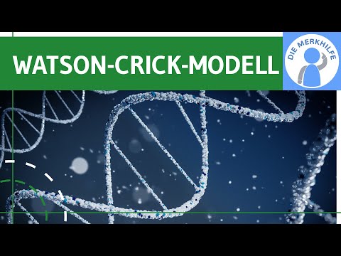 Video: Wie hat Francis Crick zur Entdeckung der DNA beigetragen?