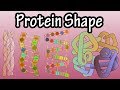 The Four Levels of Protein Structure Explained