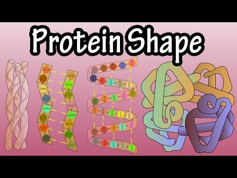 Protein Shape - Levels Of Protein Structure - Shape Of Proteins - What Is Protein Denaturation