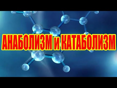 Видео: Катаболизм против анаболизма: гормоны, масса тела и упражнения