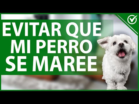 🐶 ¿Cómo Puedo Evitar que mi Perro se Maree en el Coche? Síntomas y Tratamiento 🤢🐶 hqdefault