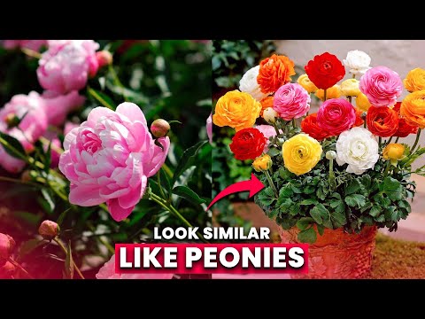 Video: Een bloem die eruitziet als een pioenroos. Hoe heten bloemen die op pioenrozen lijken?