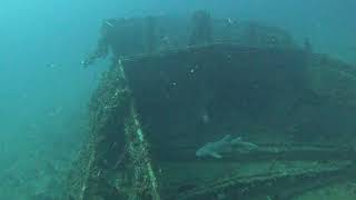 Boynton Beach wreck dive