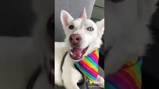 LUNATHEUNIDOG ON CHEEZ APP 🧀 screenshot 1