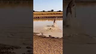 Gerenuk Escapes… Hyena Gets CRUSHED by Crocodile 🐊