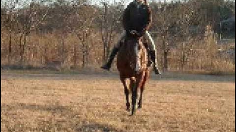 Lil Royal Reatta "Lola"   ***For up-to-date info, price, etc., go to our website***