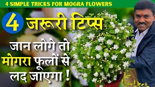 ये 4 ज़रूरी टिप्स जान लोगे तो मोगरा फूलों से लद जाएगा ! || 4 Simple Tricks to Boost Flowers in Mogra