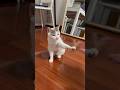 this little chatterbox kitty learned how to shake. #funnycat #chattycat #givepaw #cattraining