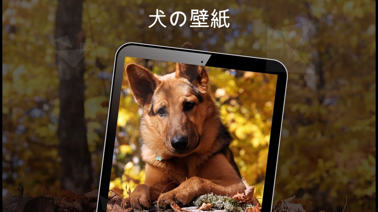 犬の壁紙4k Androidアプリ Applion