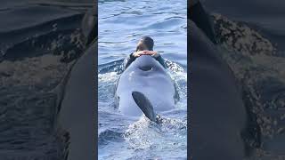 ララの下顎の傷がちょっと心配・・・ #Shorts #鴨川シーワールド #シャチ #Kamogawaseaworld #Orca #Killerwhale